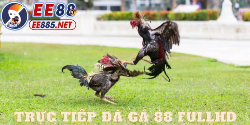 đá gà 88